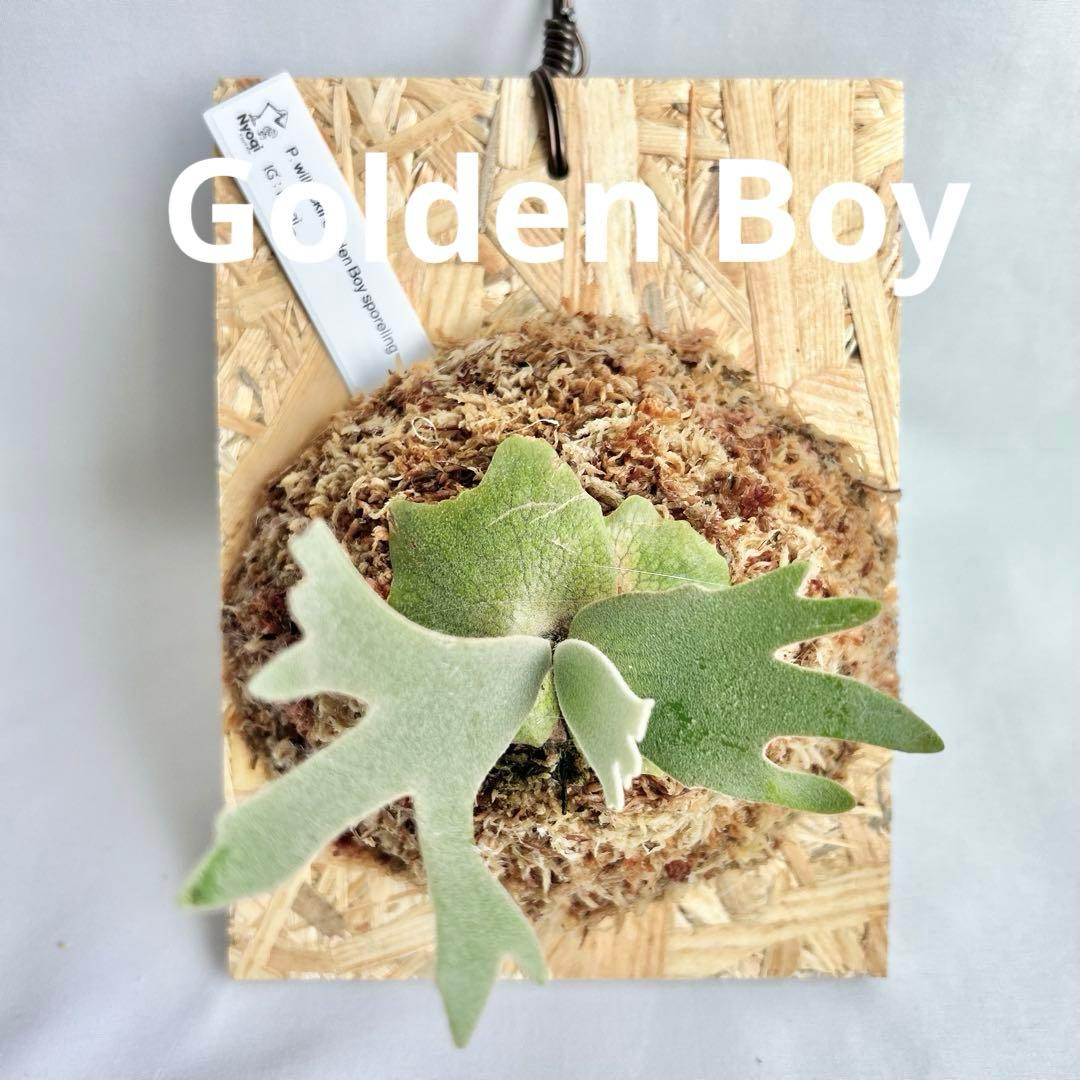P. wilinckii Golden Boy spore【48】 P. wilinckii Golden Boy spore【48】 - メルカリ