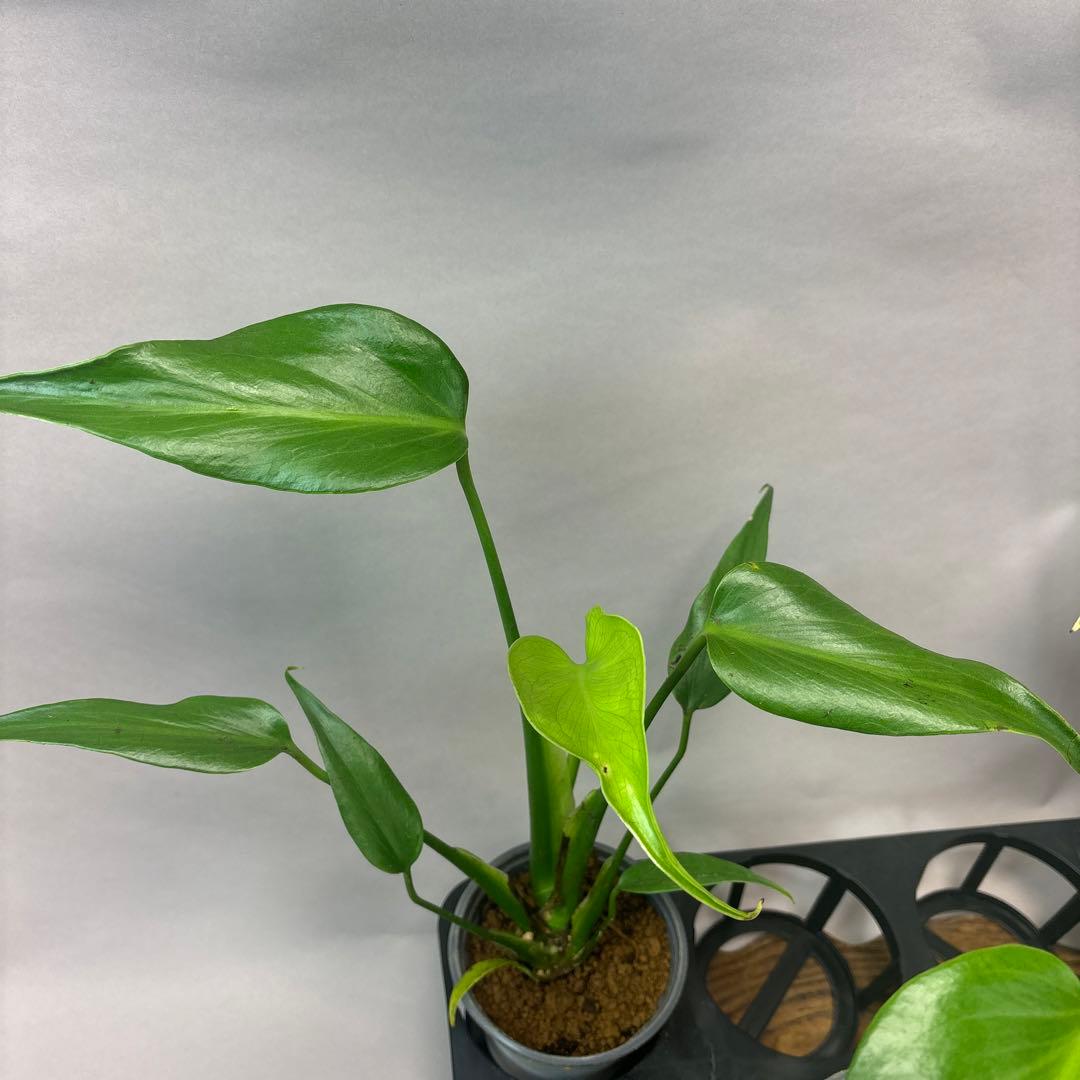 5株セットms45ちょっと傷あり モンステラ バールマルクスフレーム