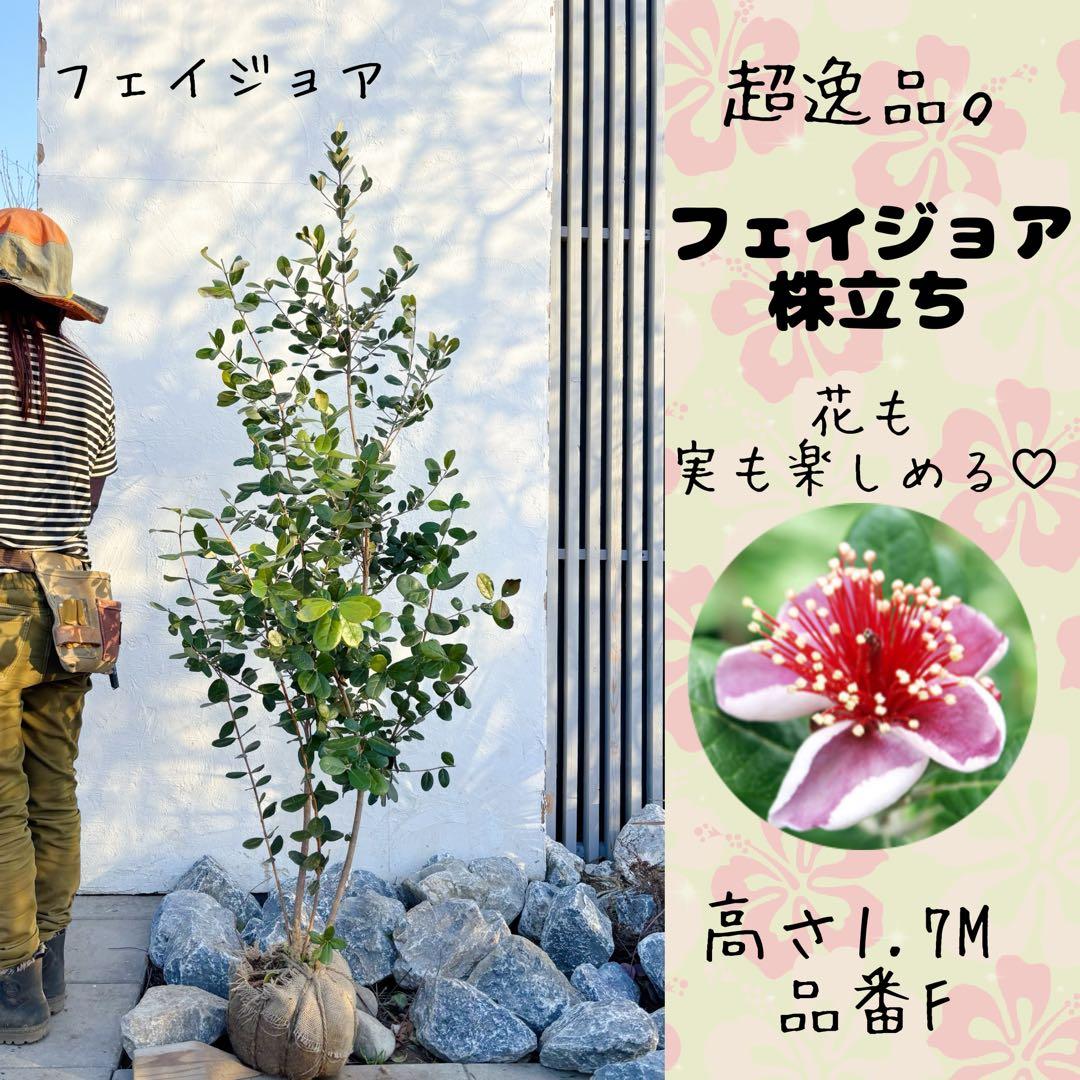 超逸品。フェイジョア株立ち1.7M(鉢底から)品番F - メルカリ
