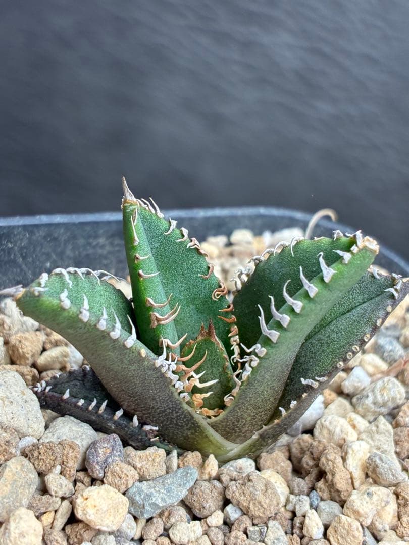 アガベ チタノタ「麻花龍」子株 極上強棘 特選美株 ブツブツ コレクシ