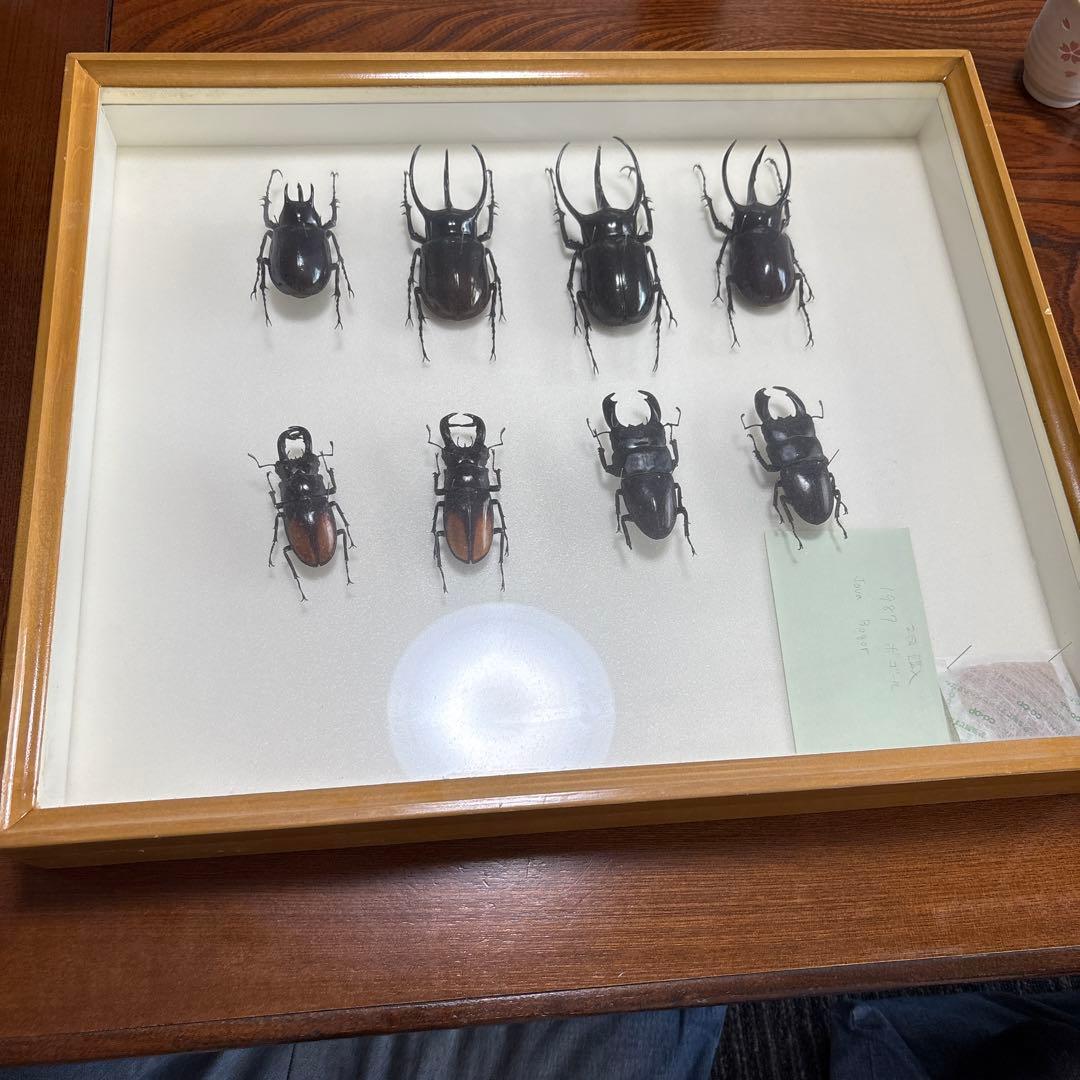クワガタ標本 8体セット 展示ケース付き 8体セット 展示ケース付き クワガタ標本
