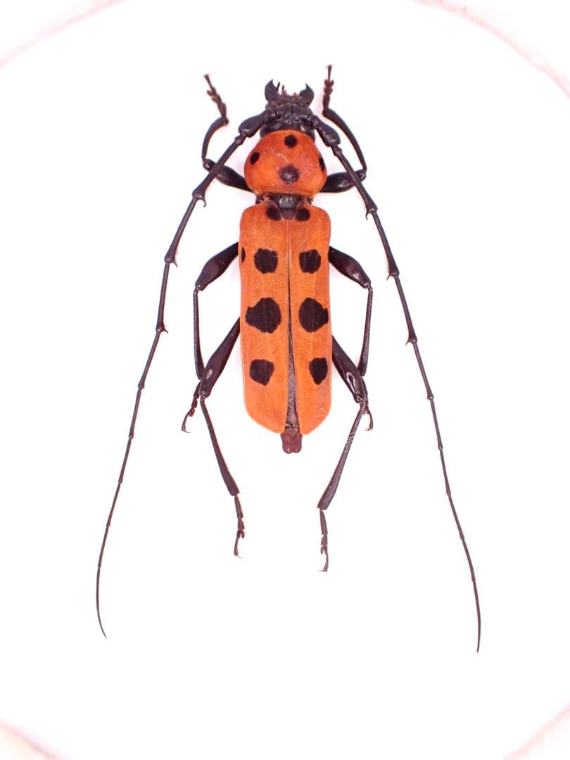 フェリエベニボシカミキリ フェリエベニボシカミキリ 特大ペア 奄美大島 - Insect Islands 〜南の