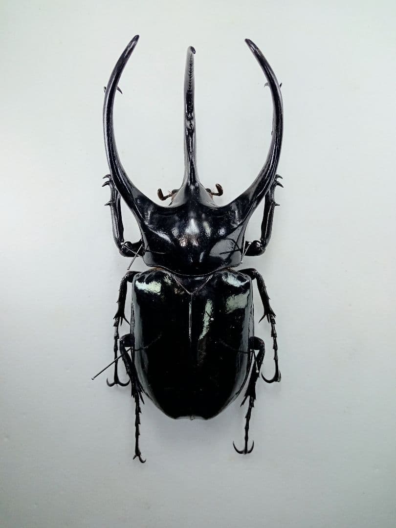 ※大型　マレーコ−カサス　♂野外標本 大型 マレーコ−カサス ♂野外標本