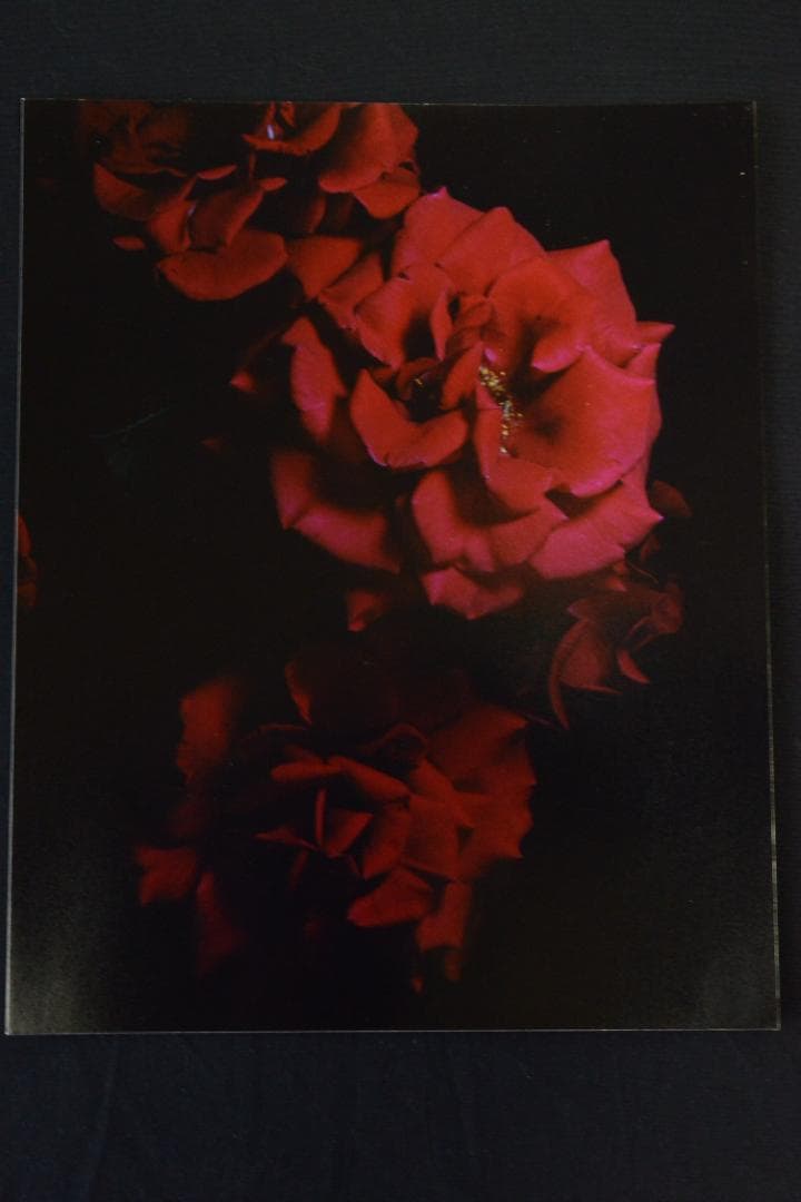 VISIONAIRE 40：DAVID SIMS ROSES　★★値下げしました
