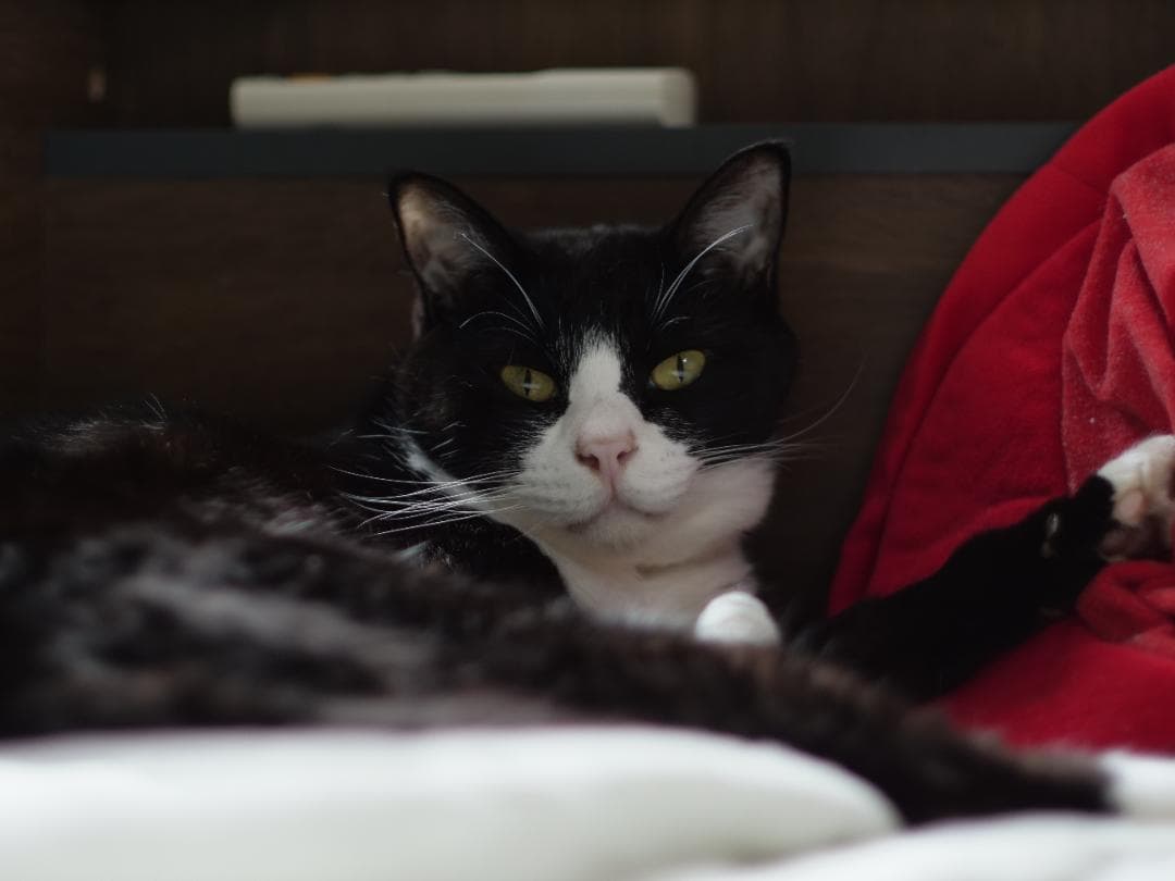 レンズ(単焦点) Canon FD 55mm f1.2 & 35-105mm f3.5-4.5