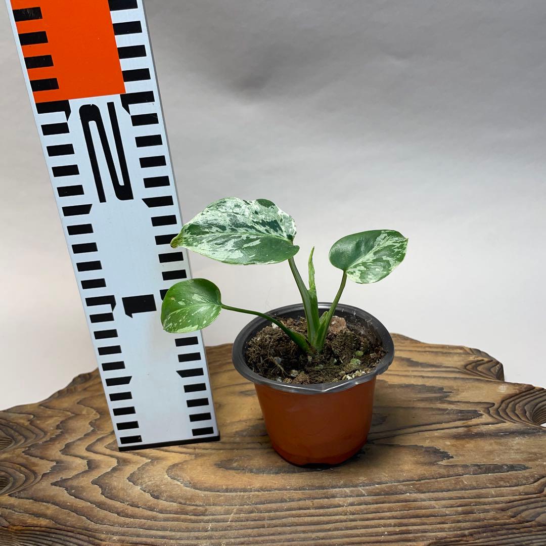 q19品種保証！斑入り保証！Bulbasaurモンステラ バルバソー フシギダネ