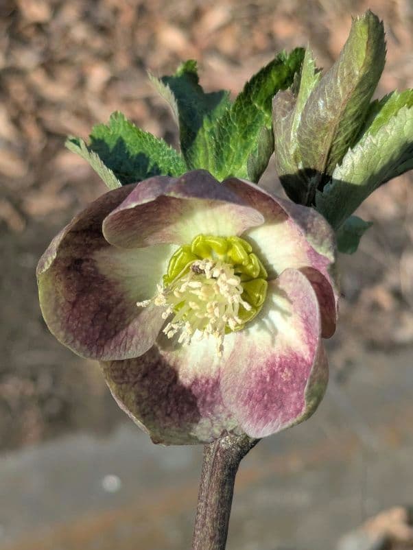 大和園 クリスマスローズ｜激渋ブラウン系｜まるでブラウンパステリッシュな一株 園芸ネット本店｜大和園さんのクリスマスローズ：26-03パステリッシュ