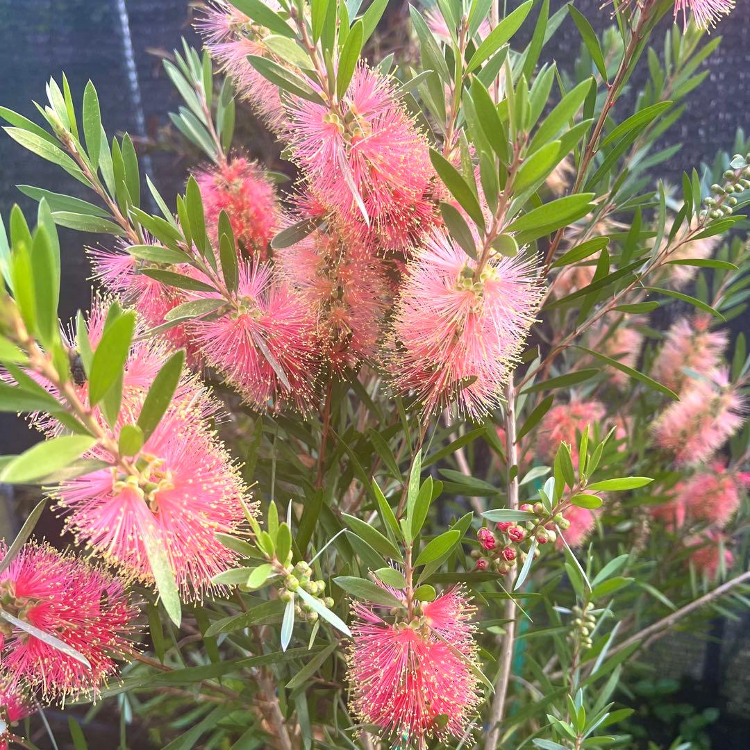 【⭐︎chika⭐︎】ドドナエア140㎝前後、ピンク120㎝前後　2本セット