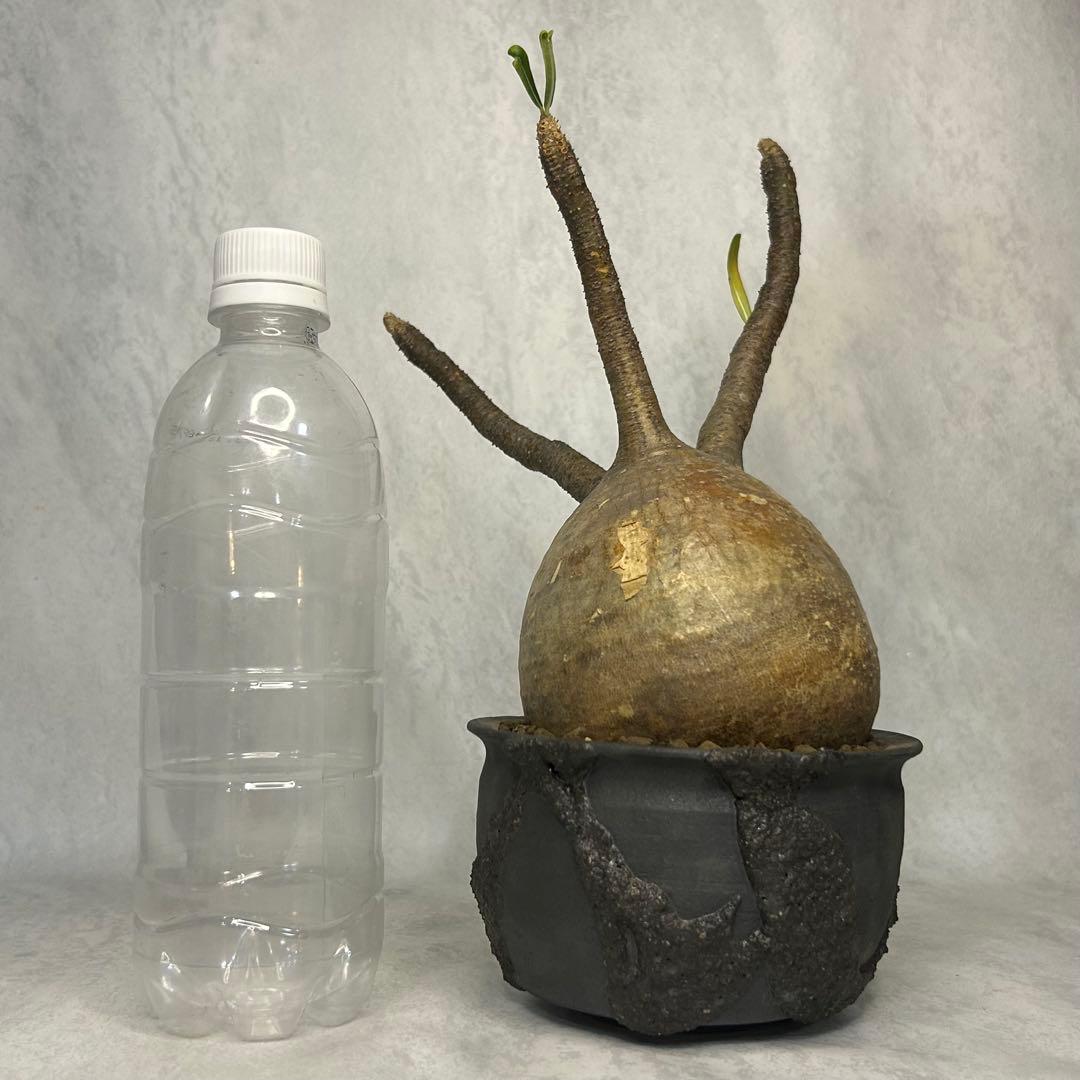 パキポディウム グラキリス 4.5号鉢入り(信楽焼)現地球 塊根植物 パキポディウム グラキリス4.5号(信楽焼鉢入り) | PLARE