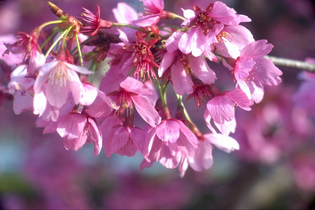 銘・改造レンズ・ドイツ製Steinheil Cassar 75mm 2.8