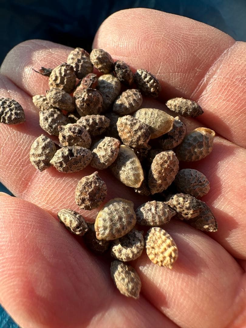 かずくん専用】ブロッコリー種子（おはよう、サミット）2種セット