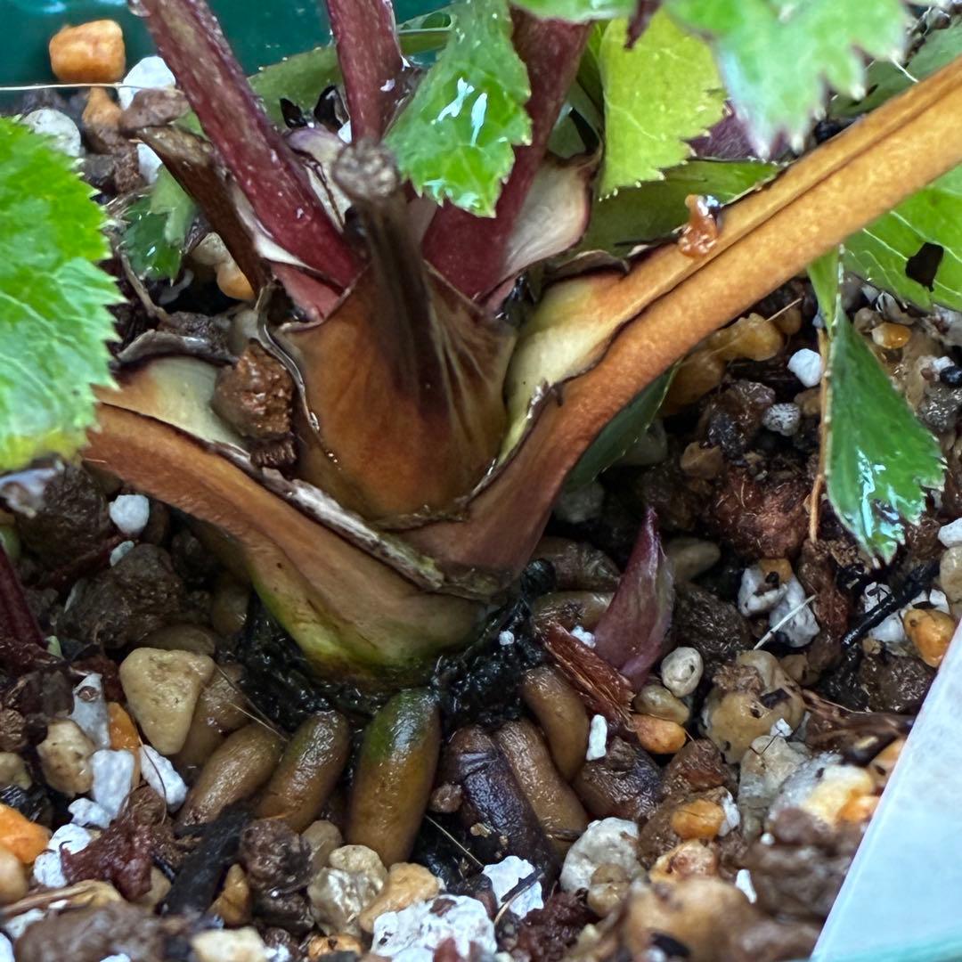 タ*ン様 3485☘️蕾花タグ付☘️極上☘️SD⭐️ダークミスティーク⭐️超小〜