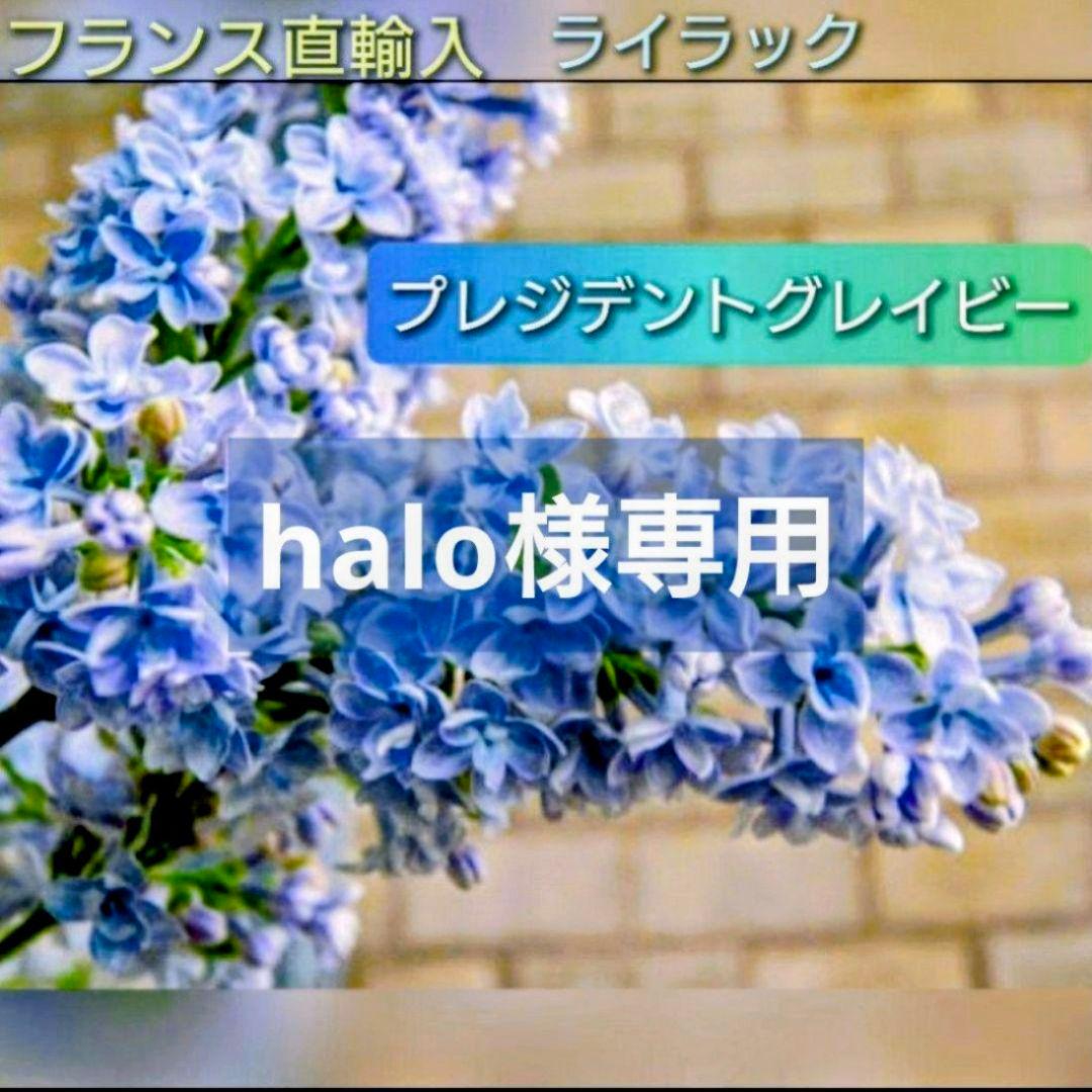 halo【八重咲き】ライラック『プレジデントグレイビー』1本♪ 楽天市場】ライラック プレジデントグレビー 接木2年生 1本 : e-フラワー