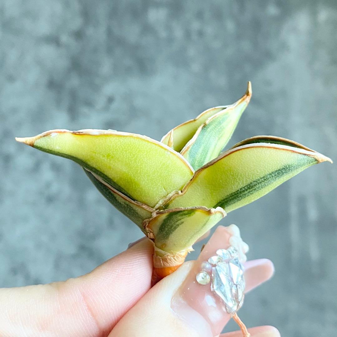 た*ん様 S11619★オークション販売★ サンスベリア ロリダ 極上斑入り株！ Yahoo!オークション - サンスベリア ロリダ 斑入り 希少 極上株 特選