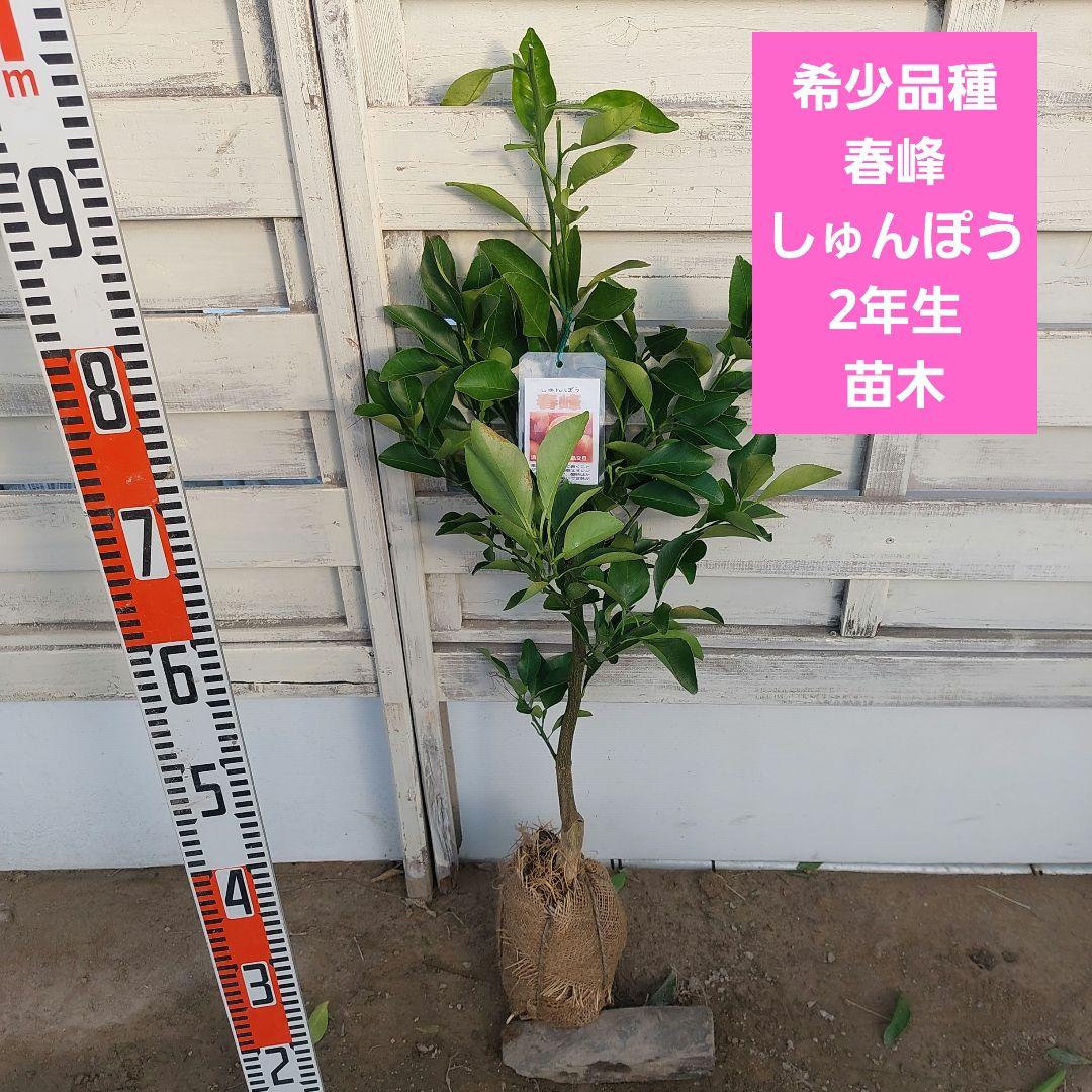 春峰 しゅんぽう 2年生 苗木 - メルカリ