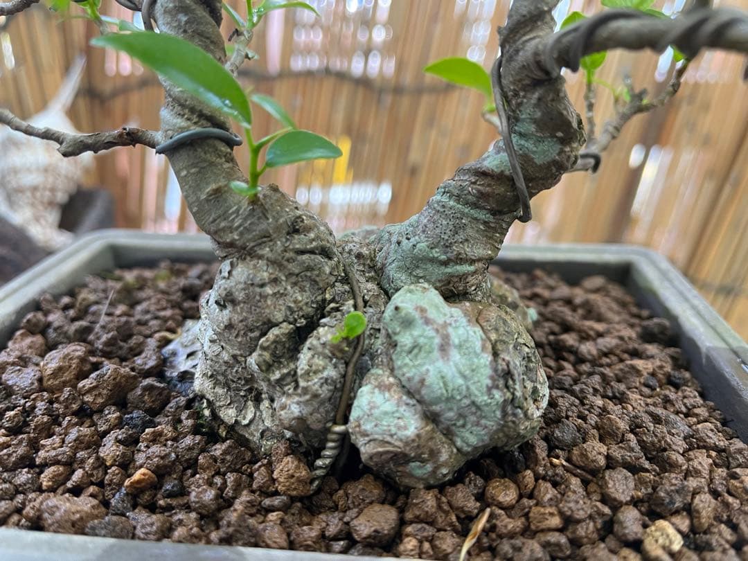 ✨✨✨superガジュマル 小品イボ幹【ジブリの世界】 - メルカリ