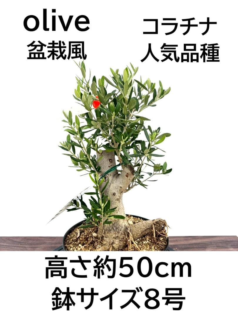 多肉植物 淡雪錦.抜き苗4株..法師錦1株