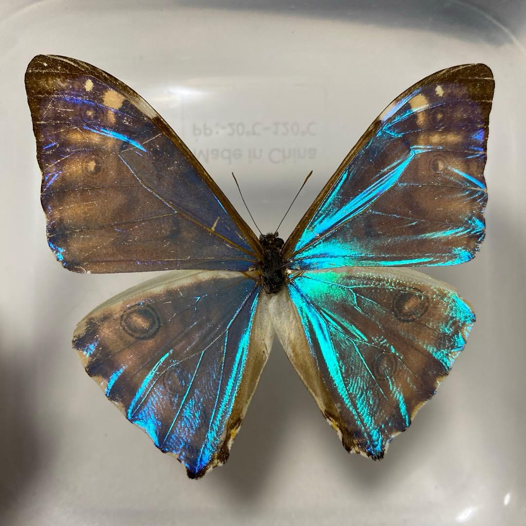 ゼフィリティスモルフォ 標本 - メルカリ