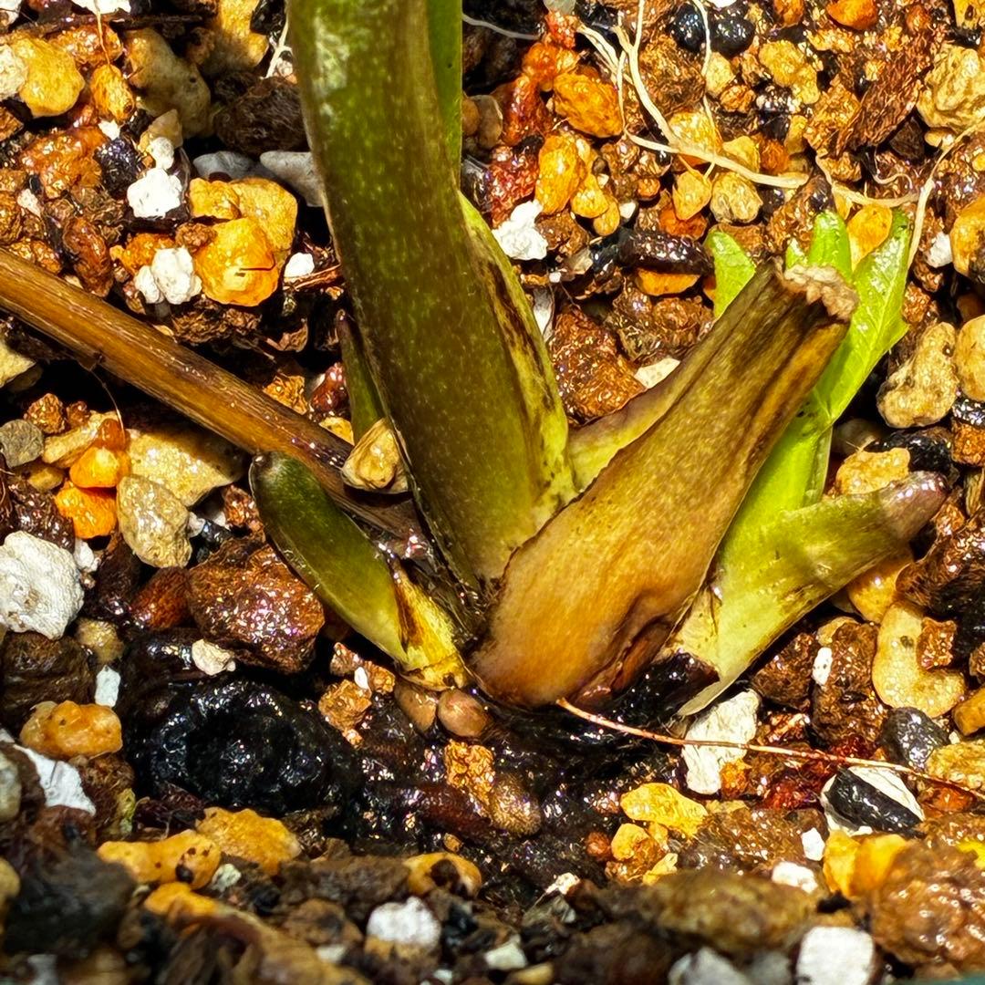 の*ん様 547☘️蕾花タグ付☘️超レア☘️極上☘️メビウス♾️[千重咲き]⭐️