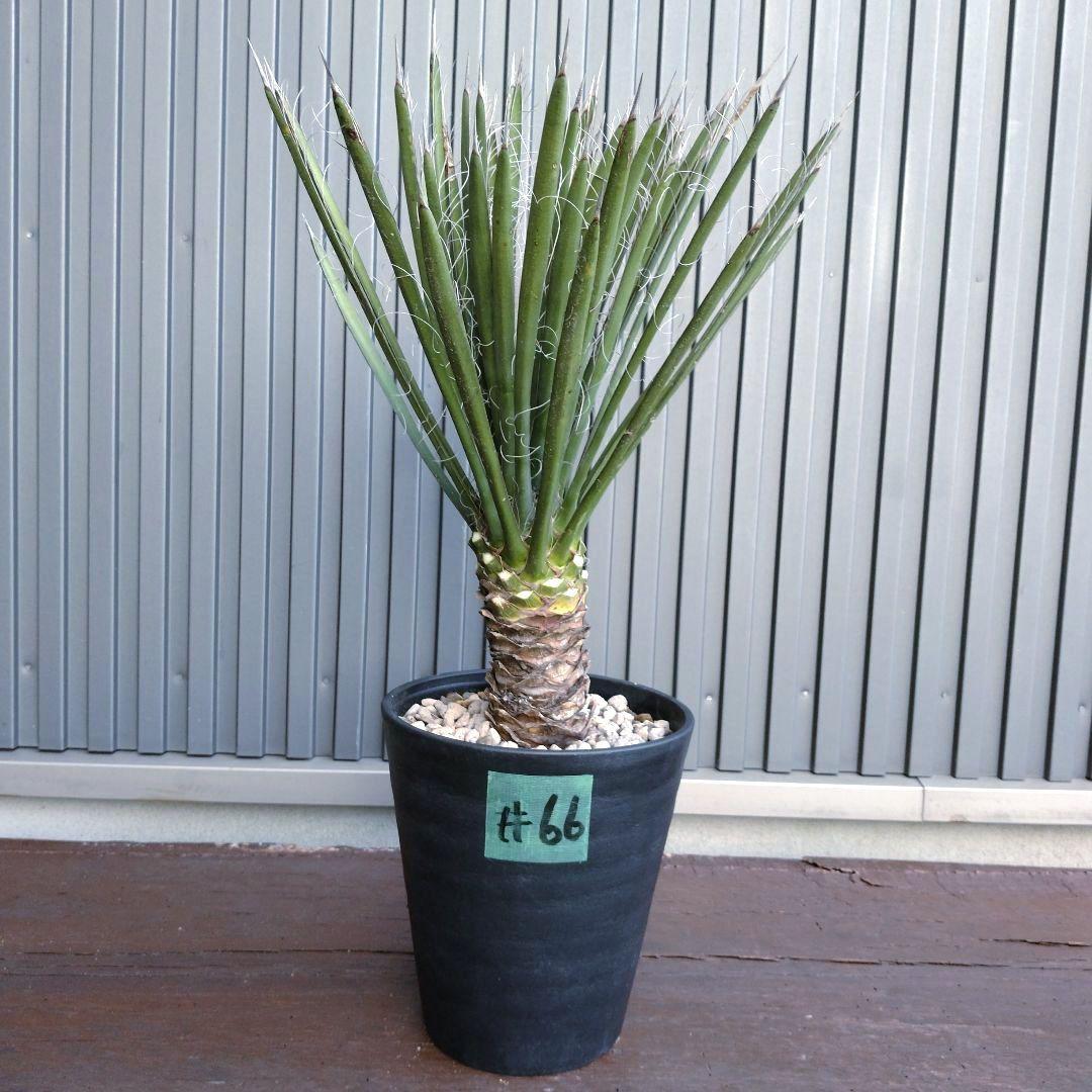 66 ユッカフィリフェラ （Yucca Filifera） 発根済