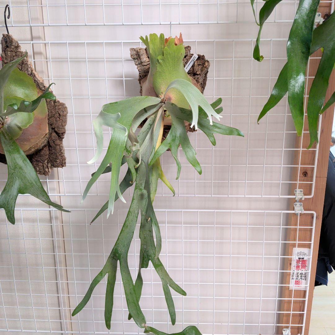 【雪月花】パタ#3 Ripples Gluta　SET フィギュア新製品】『崩壊 : スターレイル』「三月なのか・巡狩」がお