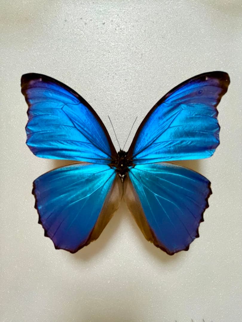 モルフォ・ディディウス（オス、ペルー産） モルフォ・ディディウス（オス、ペルー産） Amazon.co.jp: 蝶の標本