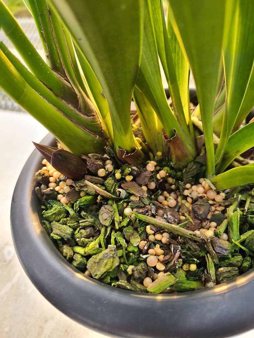 フォアゴットンフルーツ。花芽合計17個。5鉢セット。蜜蜂誘引蘭