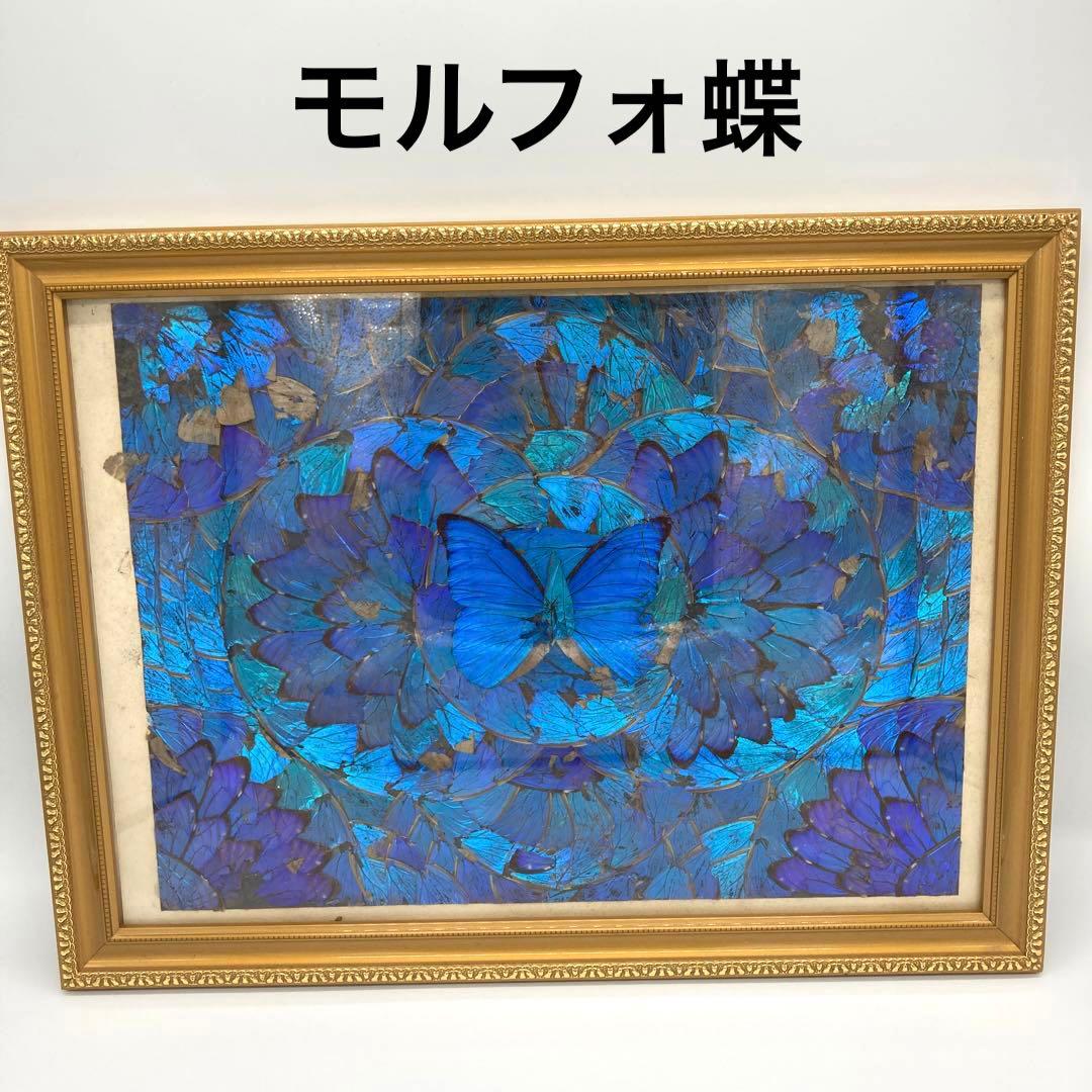 【レア】　モルフォ蝶　アート　標本　芸術　コレクション　美術　絵　昆虫 13上 Amazon.co.jp: レア モルフォ蝶 アート 標本 芸術 コレクション 海外