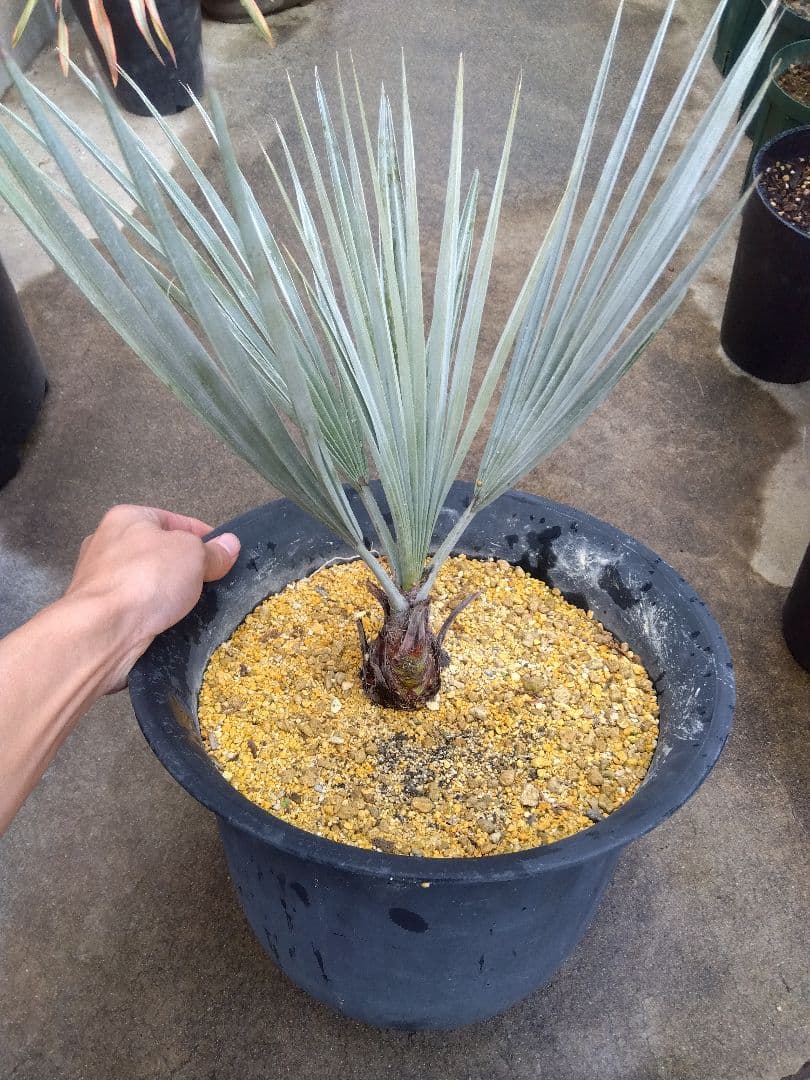 ブラヘアアルマータ　10号鉢つき　幹太❗　あ 楽天市場】【現品発送】ブラヘア アルマータ 13号鉢植え 苗木 : 千草園芸