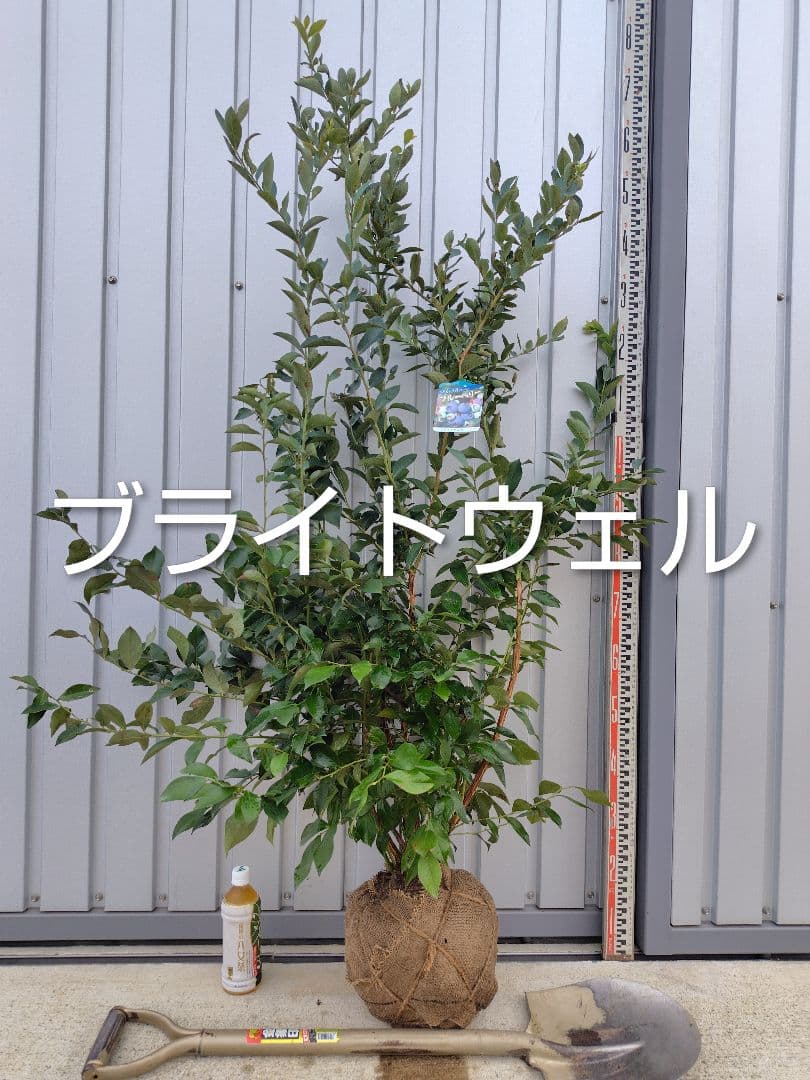 ブルーベリー苗 ブライトウェル大苗 - メルカリ