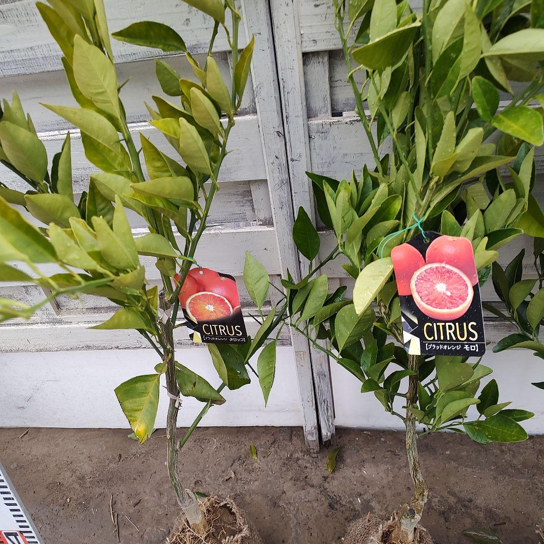 ドットさま専用 他の方は買えません