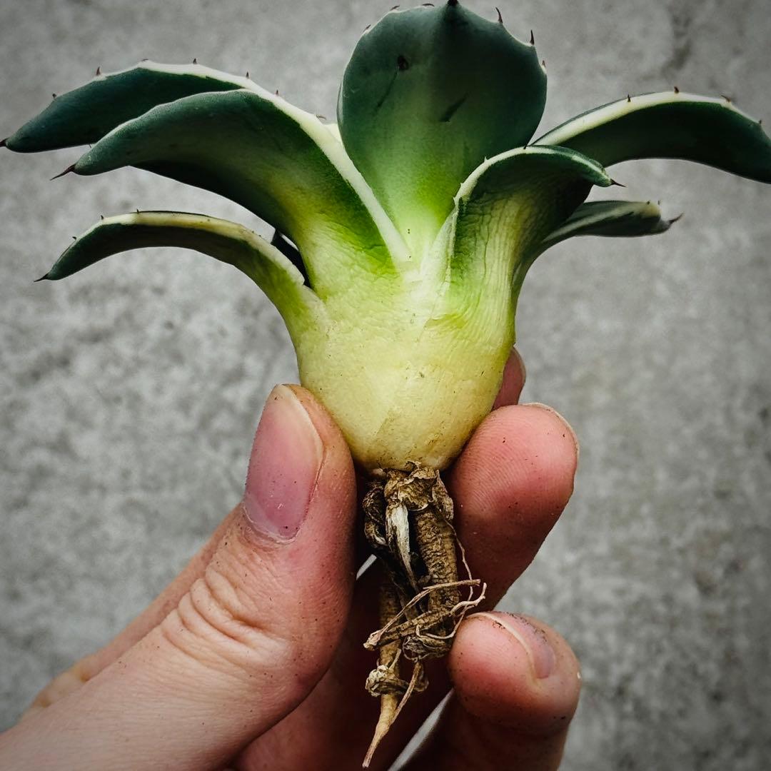 多肉植物・アガベ・吉祥天錦白腹輪・特選美株 - メルカリ