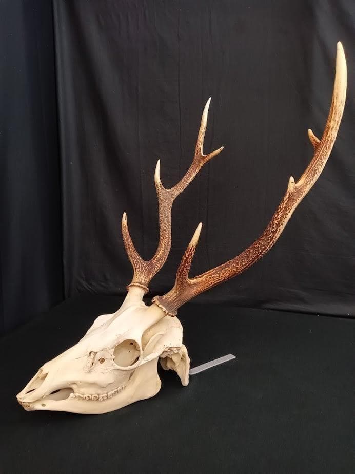 大型 角付頭骨標本】種名ニホンジカ オス 60Kg - メルカリ