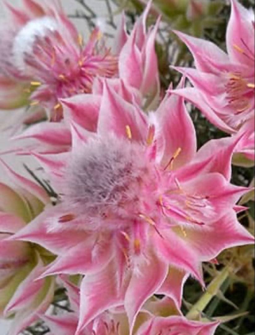 園芸ネット本店｜セルリア（ジョーイセルリア）：ブラッシングブライド