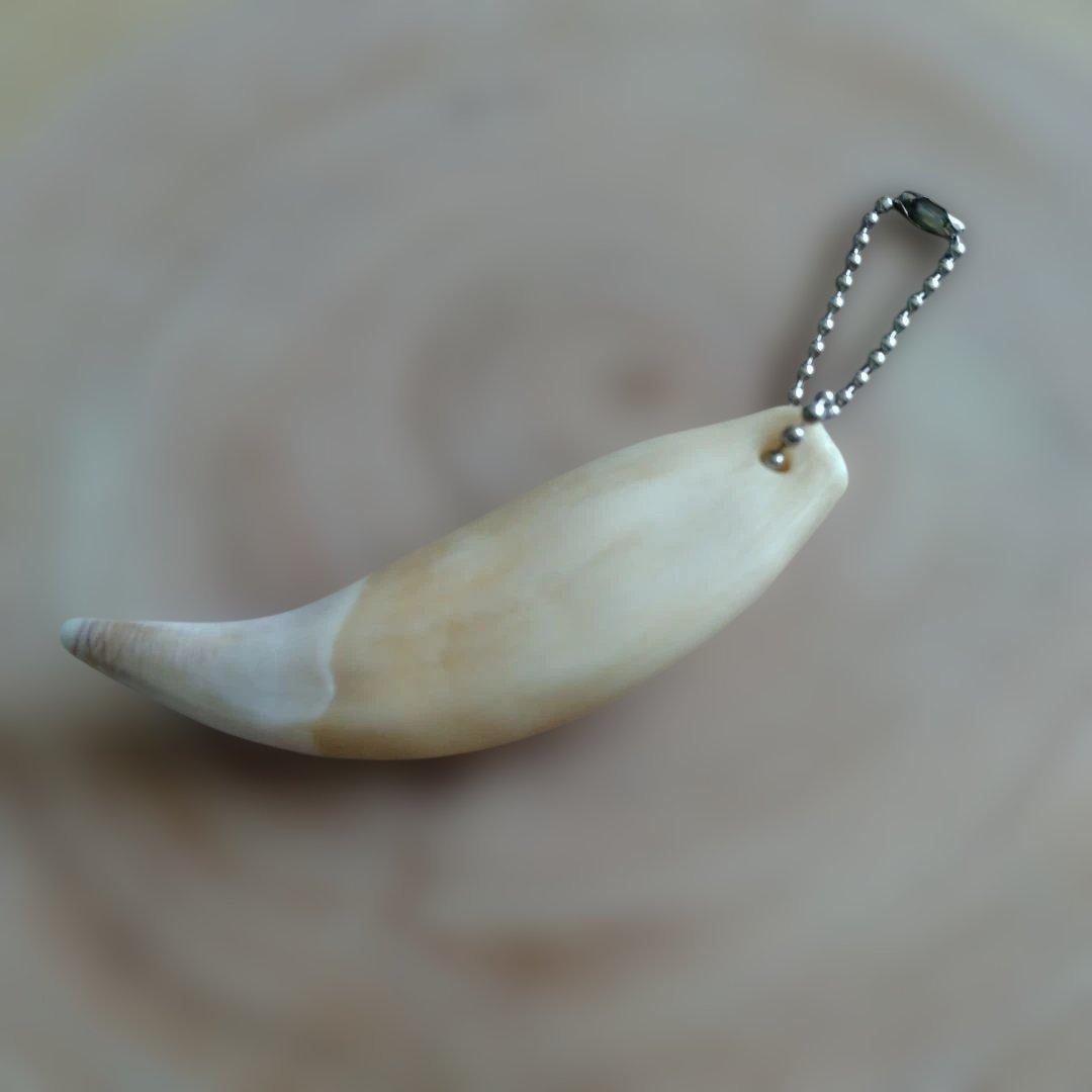 熊牙キーホルダー約8cm ヒグマの牙 ヒグマ 羆 魔除け 災難除け - メルカリ