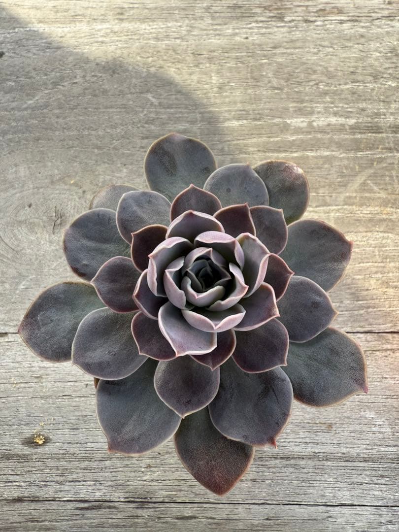 エリキュラミス再出品枠 12 - メルカリ