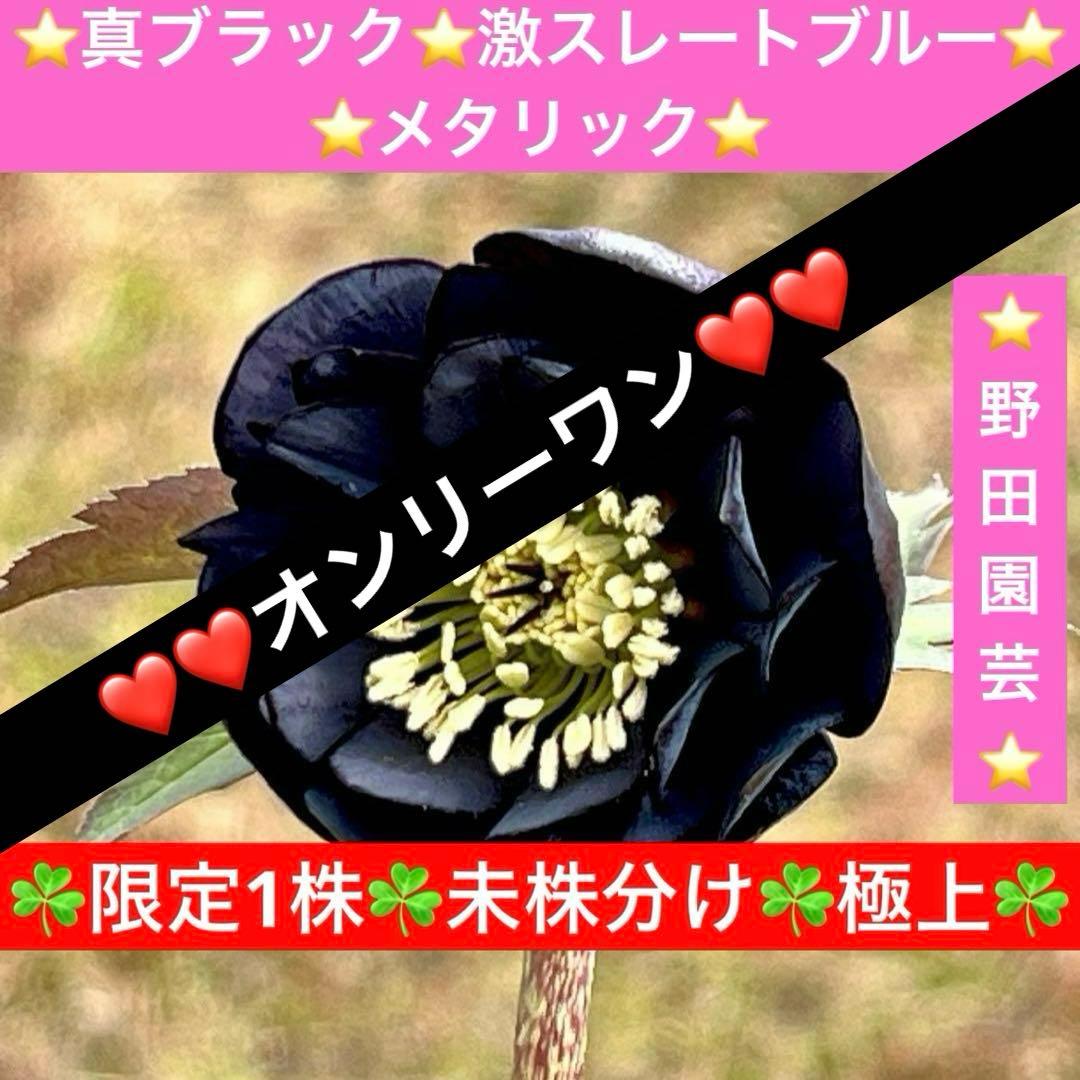 ガ*ル様 ☘️限定1株☘️未株分け☘️極上☘️3352⭐️真ブラック⭐️激スレー