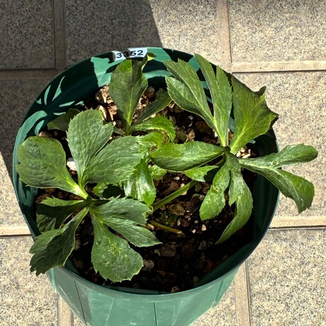 ガ*ル様 ☘️限定1株☘️未株分け☘️極上☘️3352⭐️真ブラック⭐️激スレー