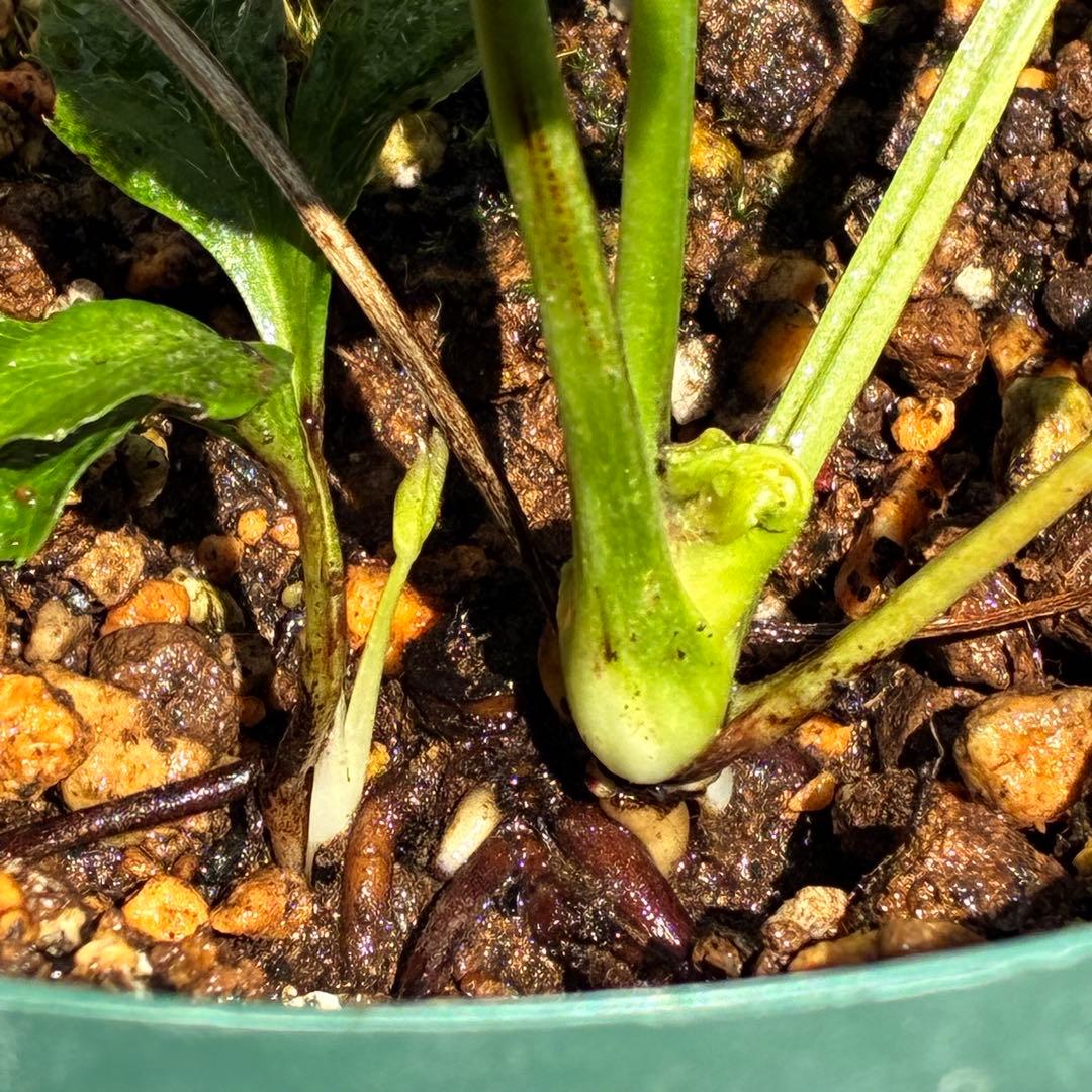 ガ*ル様 ☘️限定1株☘️未株分け☘️極上☘️3352⭐️真ブラック⭐️激スレー