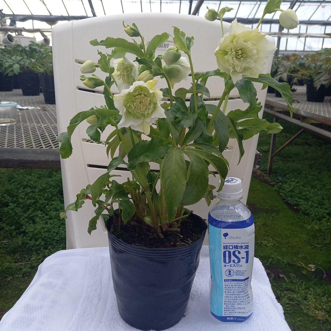 つぼみいっぱい！オリジナルグリーンリップ、2種植え♪クリスマス