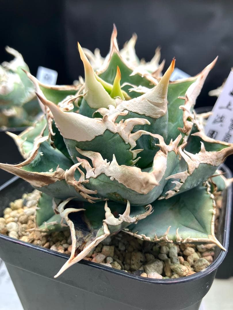 アガベ白豪棘 ￼ OC子株(かき仔) (上澳園芸) ￼ - メルカリ