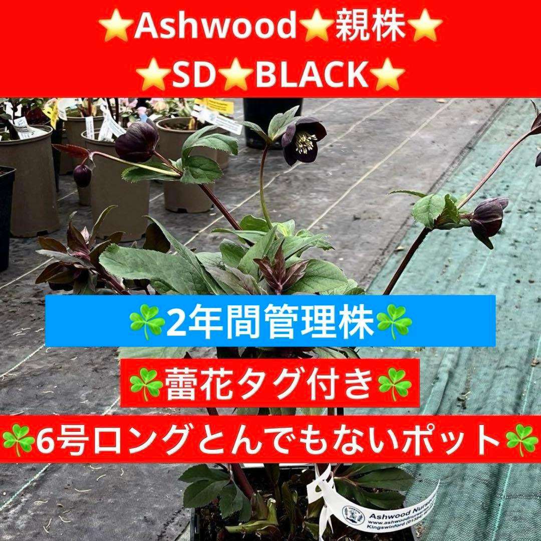 t*k様 3578☘️蕾花タグ付き☘️6号ロング☘️2年間管理☘️Ashwood