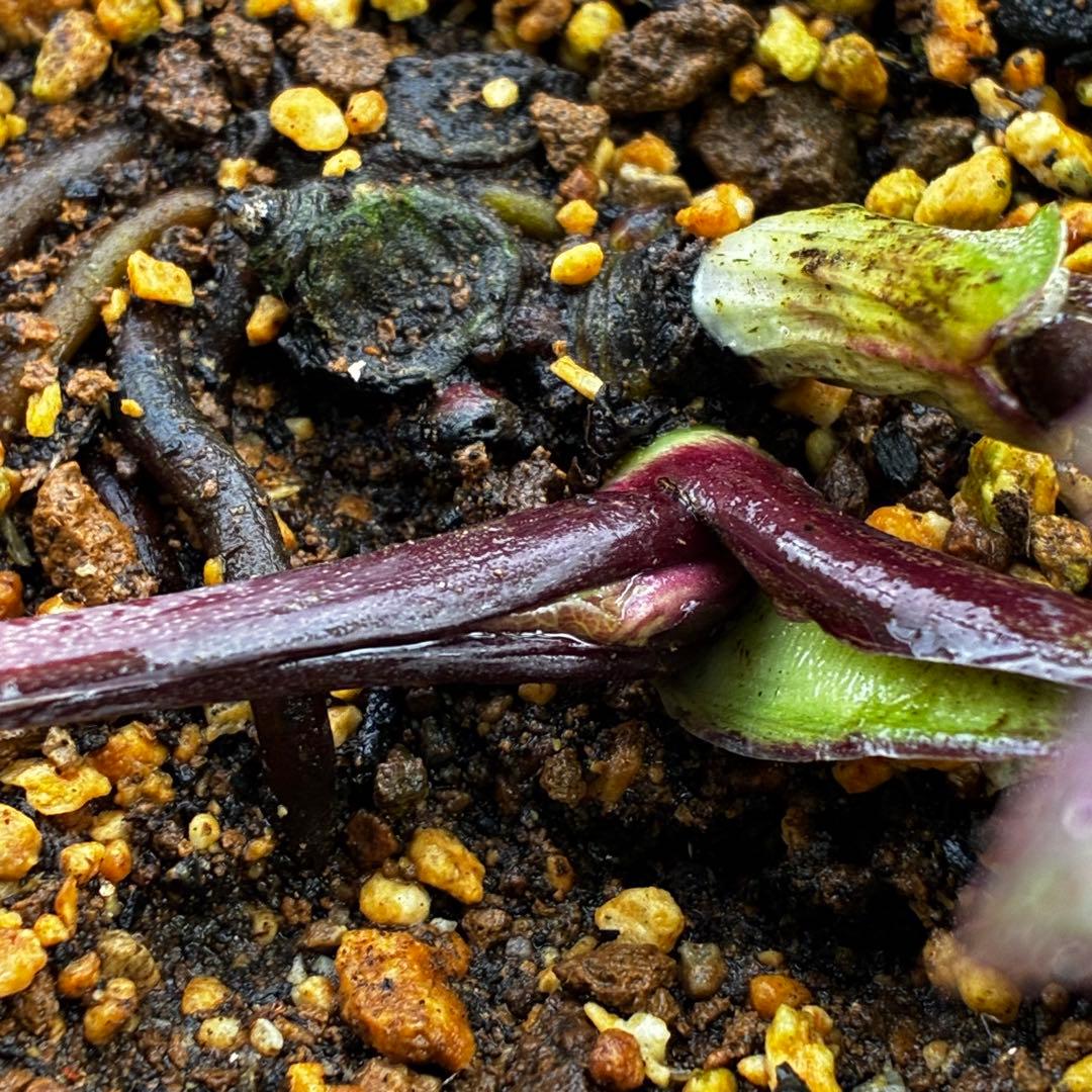 t*k様 3578☘️蕾花タグ付き☘️6号ロング☘️2年間管理☘️Ashwood