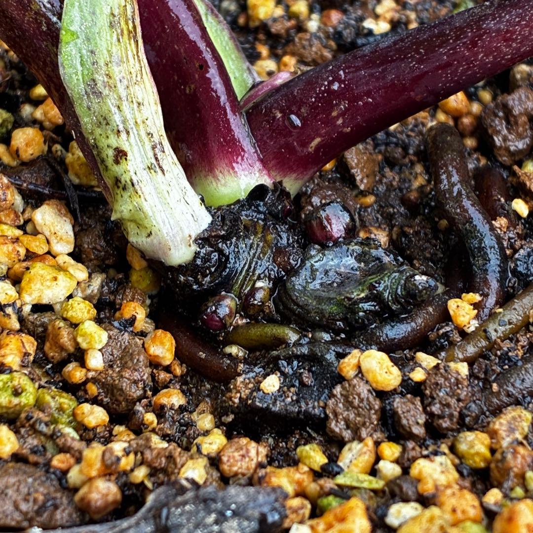 t*k様 3578☘️蕾花タグ付き☘️6号ロング☘️2年間管理☘️Ashwood