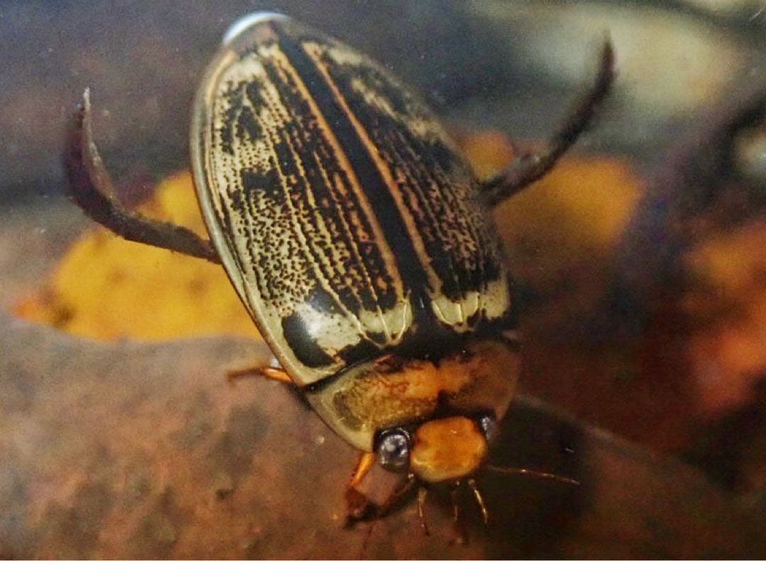 ヤンバルオオイチモンジシマゲンゴロウ雄標本 RT @jyunyou: 今回記載された沖縄本島に住むヤンバルオオイチモンジ