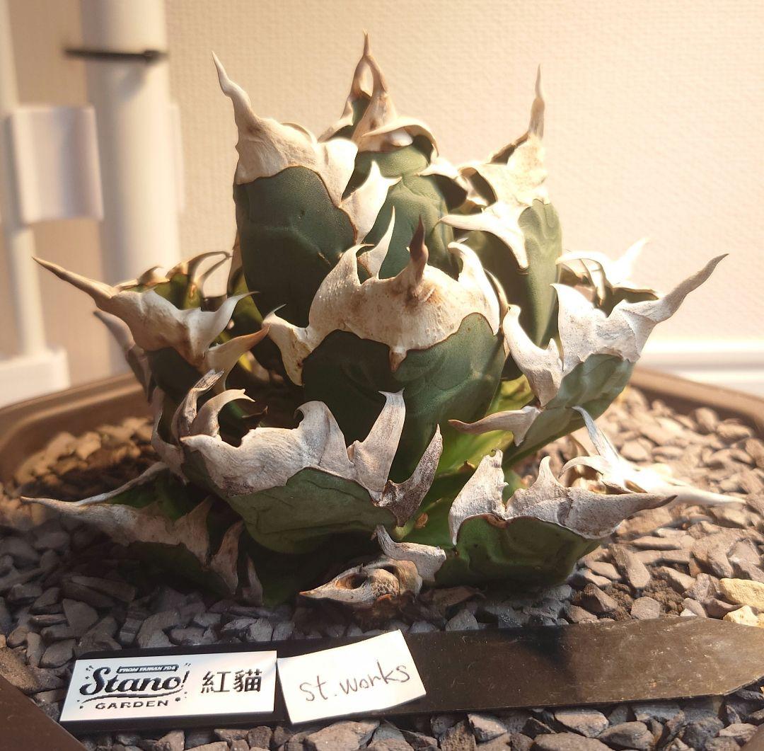 アガベ 姫笹の雪 白斑入 希少 姫笹の雪 子株沢山セット