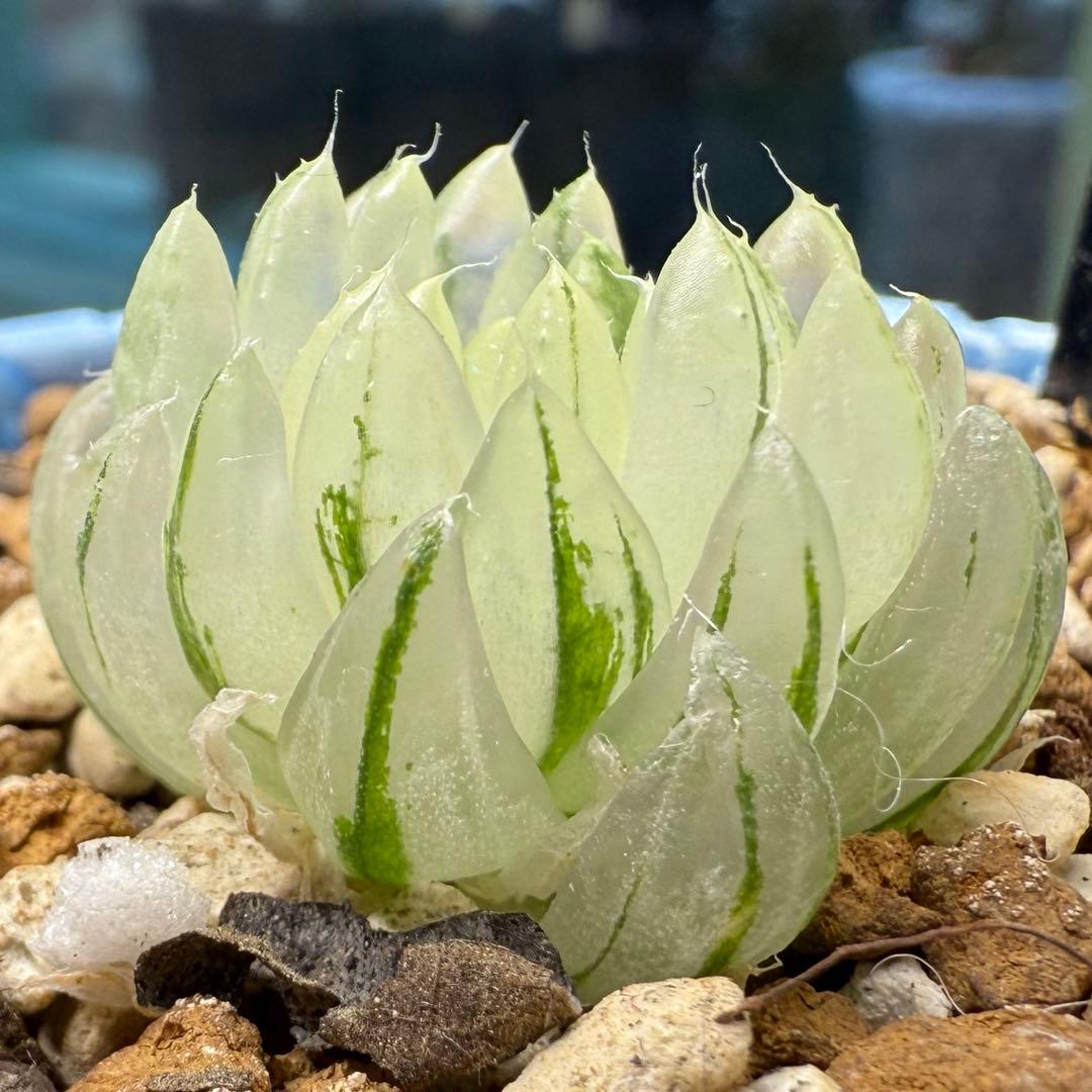 ハオルチア⭐️ 月の恋人⭐️ 斑入り 美苗 美品 発根済み。 - メルカリ