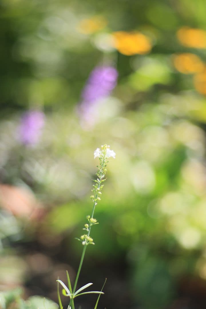 《希少》CANON New FD 100mm F2 【良品】