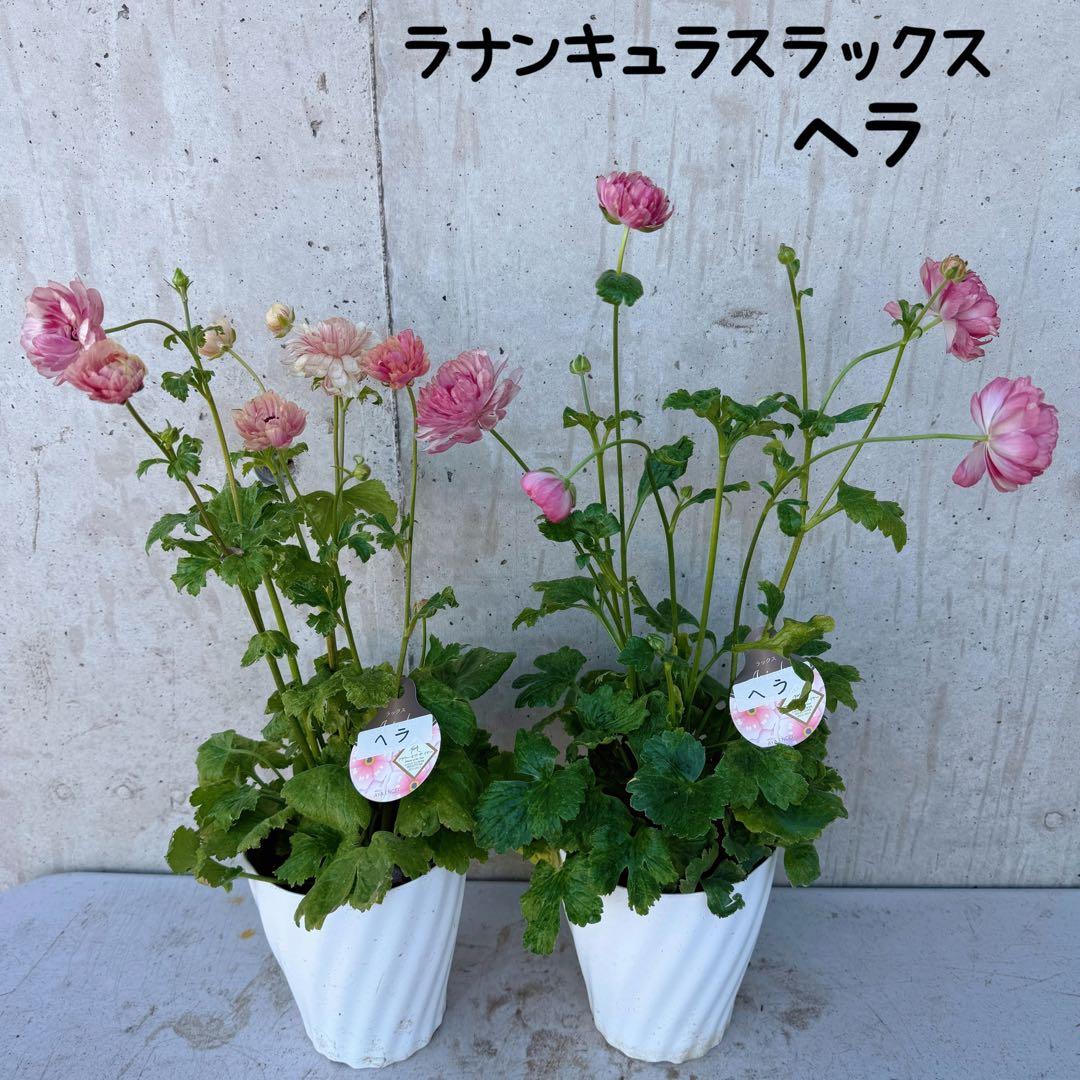 hiroakin様　ラナンキュラスラックス　ヘラ　2鉢 20240105_120706_1200x.jpg?v=