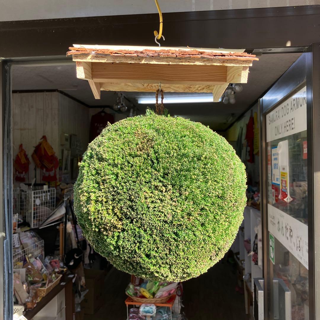 杉玉【屋根付き】③ - メルカリ